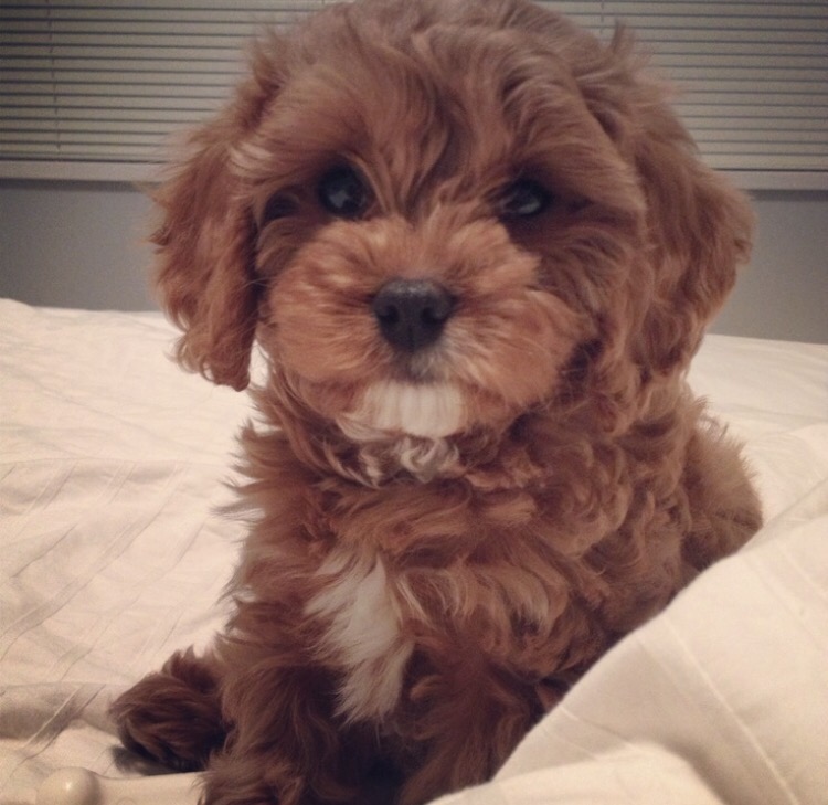What is a cavapoo or cavoodle?